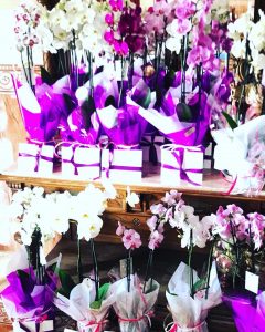 Orquideas phalaenopsis