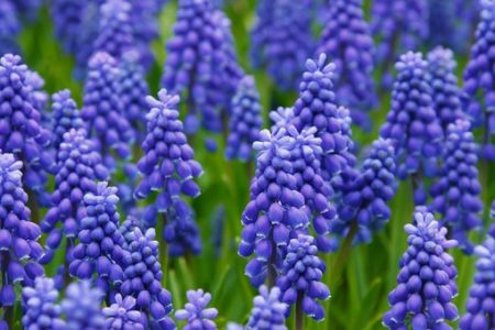 muscari auzl buenoo