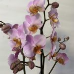 orquídeas san valentín