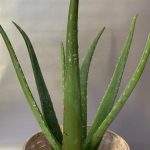 Aloevera