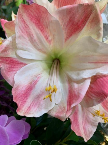 Flor de Amarilis rosadas