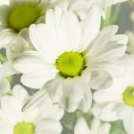 Margaritas en san Valentín